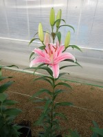 [5325 Piston Cup VWS No02.JPG]